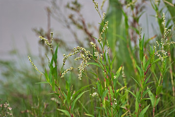 Grass and plants in a field in argentina
