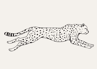 Runing leopard hand drawn
