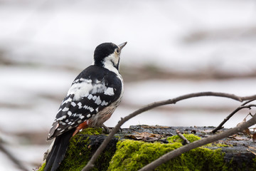 woodpecker on a tree