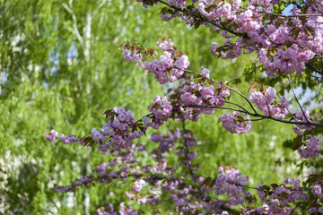 Flowering of a beautiful Japanese cherry in a botanical garden. Cherry small-log. Spring. Prunus...