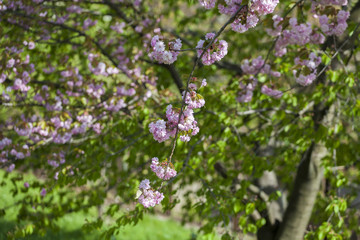 Flowering of a beautiful Japanese cherry in a botanical garden. Cherry small-log. Spring. Prunus serrulata Pink Perfection. The hybrid of two Japanese varieties (P. 