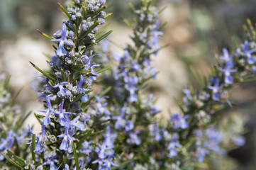 Obraz premium Rosemary camphor wild plant (Rosemarinus officinalis)