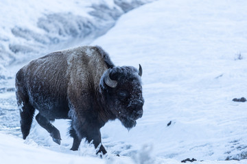 Hoarfrosted bison, Lamar valley, Yellowstone. 