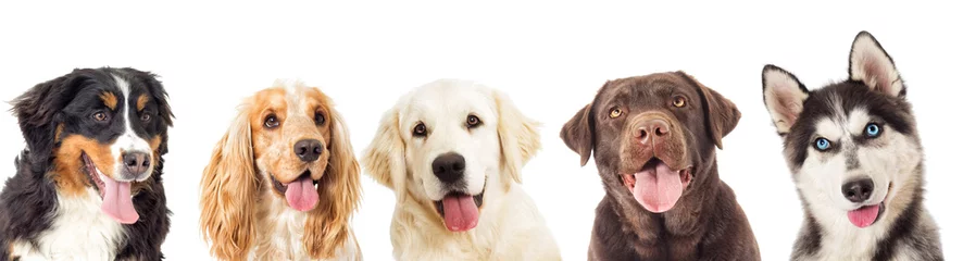 Abwaschbare Fototapete Hund Porträthunde