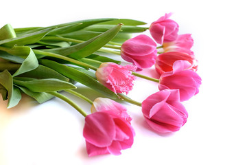 pink tulips isolated on white