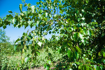 Leaves on a branch of a birch