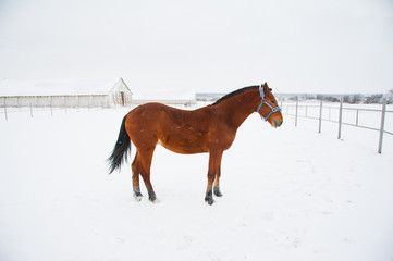 Horses on the farm in winter