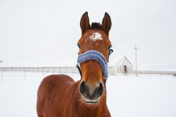 Horses on the farm in winter