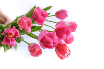 Fototapeta na wymiar pink tulips isolated on white
