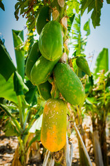 Papaya growing on a tree