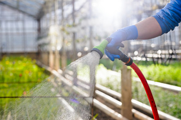 Plant watering hose