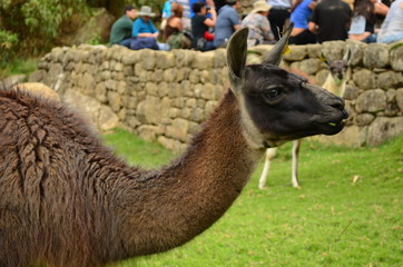Obraz premium Alpaca in Peru Machu Picchu