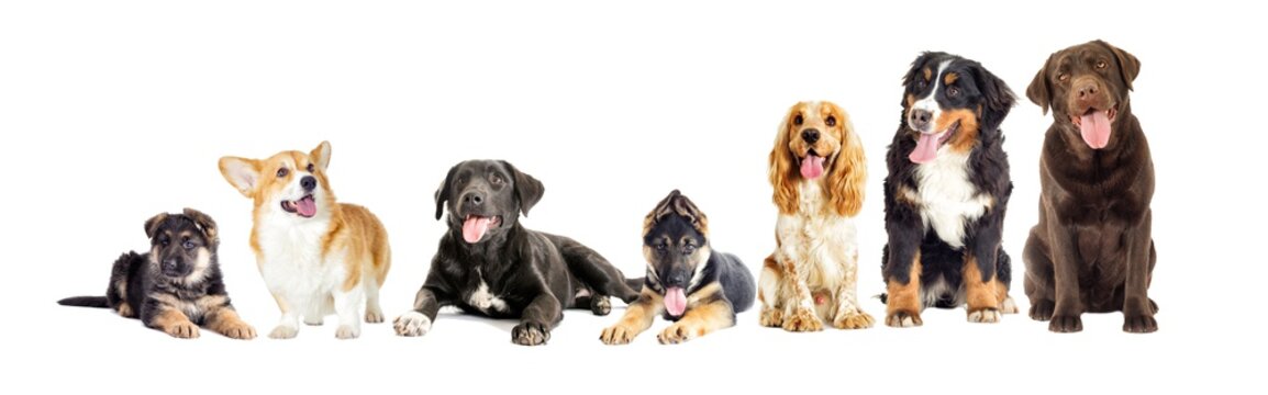 Dog group on a white background