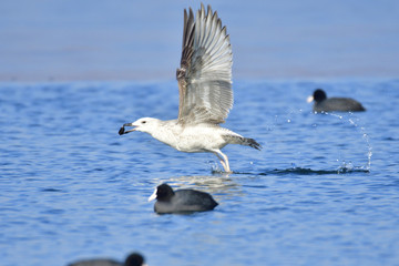 Mittelmeermöwe im Jugendkleid