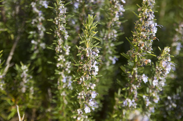 Rosemary camphor wild plant (Rosemarinus officinalis)
