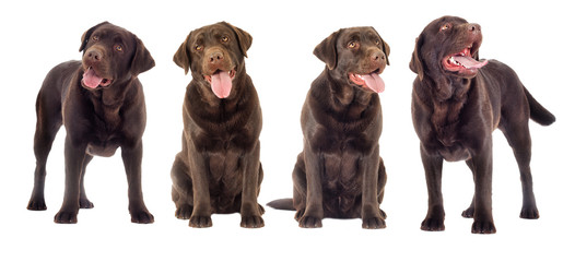Brown labrador dog looking