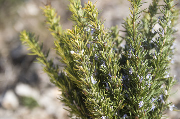 Rosemary camphor wild plant (Rosemarinus officinalis)