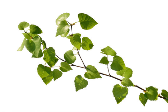 birch branch
