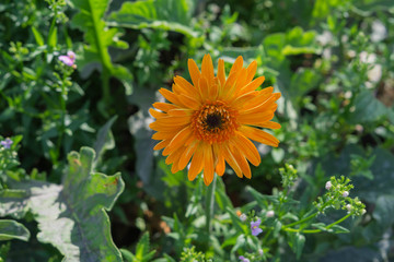 Orange Gerbera Flower