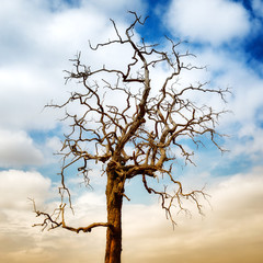 Dead tree under blue sky