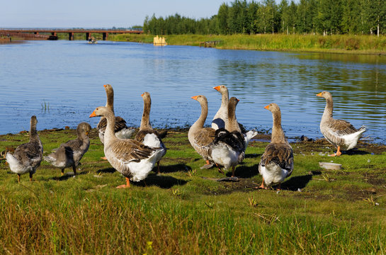 Gray geese on the banks