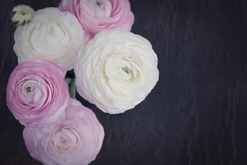 Obraz premium Ranunkeln (weiß und rosa)