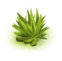 Green aloe