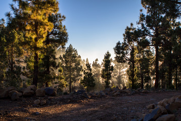 Sunset over misty pine tree forest