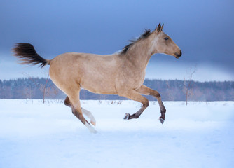 Palomino foal runs on snow in winter on blue sky background
