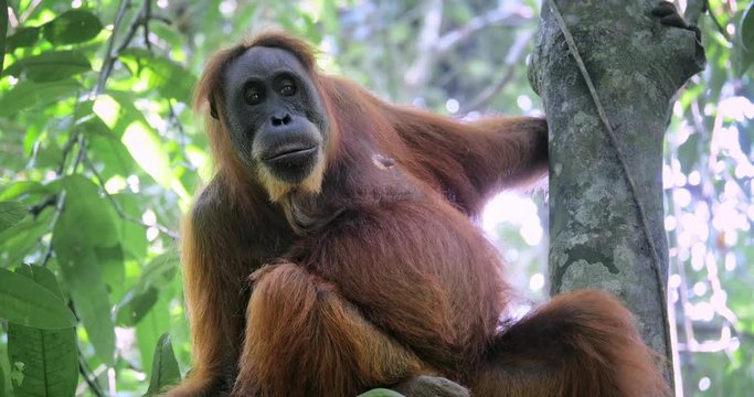 Large female orangutan monkey in wild nature habitat of Gunung Leuser national park in Sumatra, Indonesia. Fauna and flora of wildlife nature of tropical jungle forest reserve