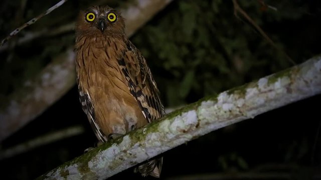 Buffy or Malay Fish Owl (Bubo ketupu) perches at night in the jungles of Borneo. Beautiful adult searches the night for prey, hunting with big and bright yellow eyes. Owl looks at & focuses on camera.