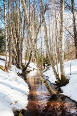 Fototapeta na wymiar Spring stream in forest