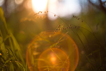 Forest and meadow plants at sunset with beautiful orange light and background bokeh. Macro image with small depth of field