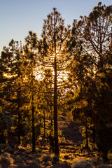 Sunrise in pine forest