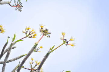 plumeria flower or temple tree and sky background