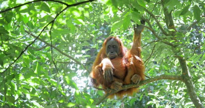Big wild orangutan monkey on tree branch in wild forest of Sumatra Indonesia