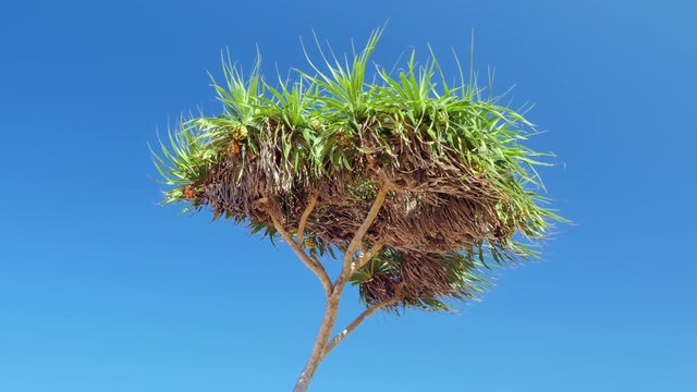 Tropical island flora palm tree with green leaves isolated on blue sky