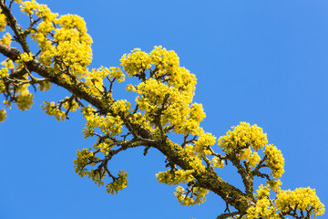 Pollenstaub im Frühling