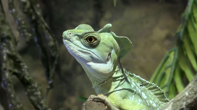 Portpait of plumed basilisk, Basiliscus plumifrons sitting on a branch among leaves 
