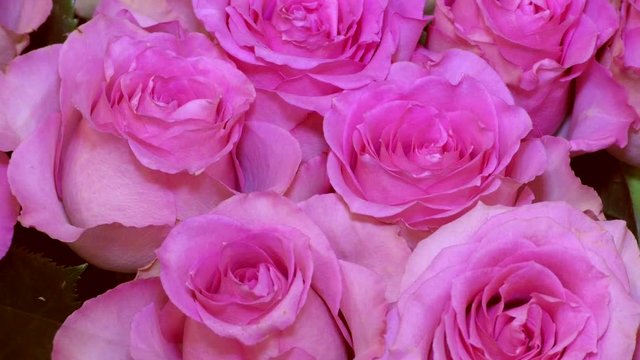 Top view of a background pink roses. Lovely flowers rose with delicate petals - a symbol of love and luxury. Many blooming roses close. The best gift for an anniversary, birthday or Valentine's day.