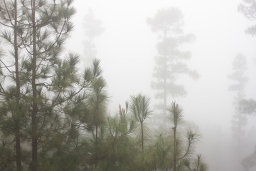 Obraz na płótnie Canvas Pinus canariensis. Misty foggy forest in Tenerife, Spain, winter weather