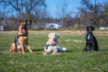 Hundegruppe