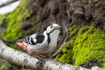 woodpecker on a tree