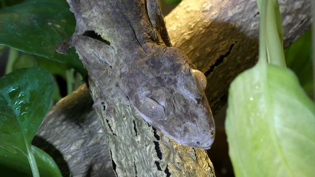 Portpait of Henkel's Leaf-tailed Gecko, Uroplatus giganteus sitting on a branch
