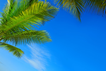 Fototapeta na wymiar Palm trees and blue sky.