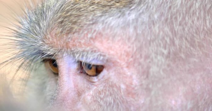 Close up Monkey eyes. Macro view of macaque face and fur hair on ape head. Wild animals of asian tropical rain forest