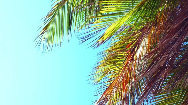 Close up palm tree leaves with sun light on blue sky peaceful background