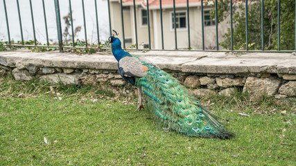 Istanbul, Turkey - March 2, 2017:  A peacock walking in the gardens of Adile Sultan palace in Istanbul