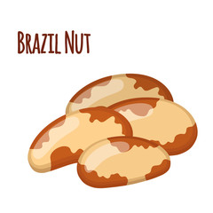 Brazil nuts. Vegetarian healthy organic food in cartoon flat style.