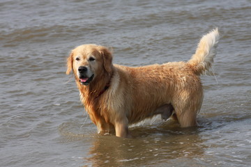 Golden Retriever